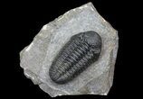 Pedinopariops Trilobite - Nice Preparation #66339-4